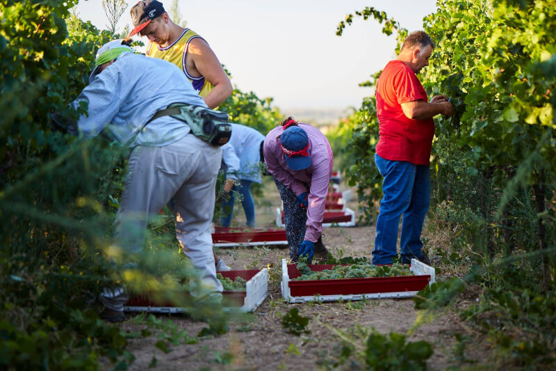 Vendanges Cantine San Marzano Vendanges Cantine San Marzano