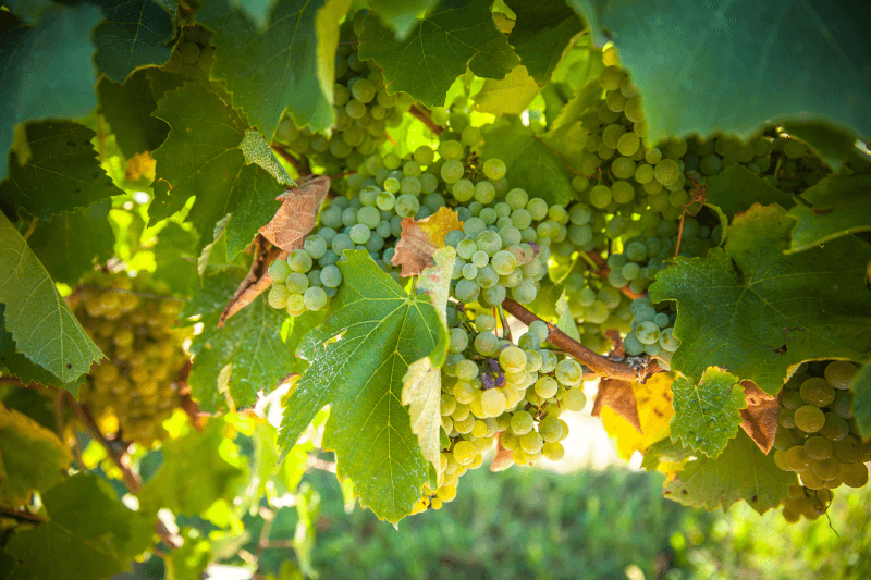 Domaine Saint Lannes Raisin Domaine Saint Lannes Raisin
