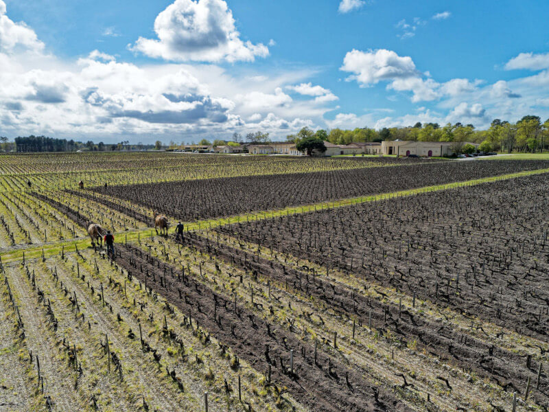 weingut-domaine_de_chevalier-weinberg-1