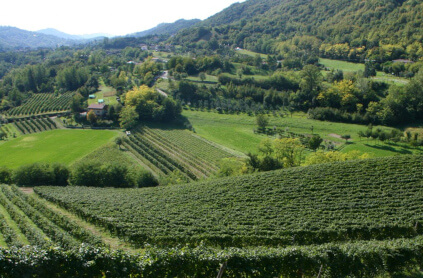 Vignobles de Prosecco dans les Colli Ttrevigiani Vignobles de Prosecco dans les Colli Ttrevigiani