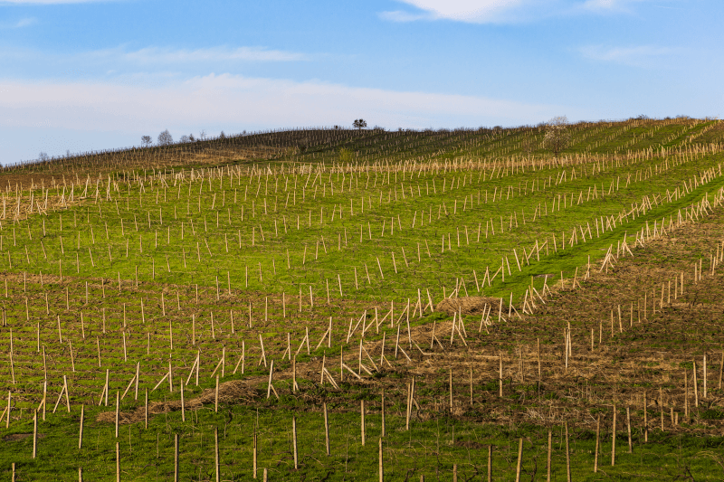 Vignoble de Tavush Vignoble de Tavush