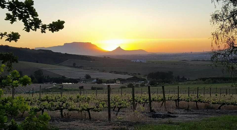 Coucher de soleil sur les vignobles de Kaapzicht Coucher de soleil sur les vignobles de Kaapzicht