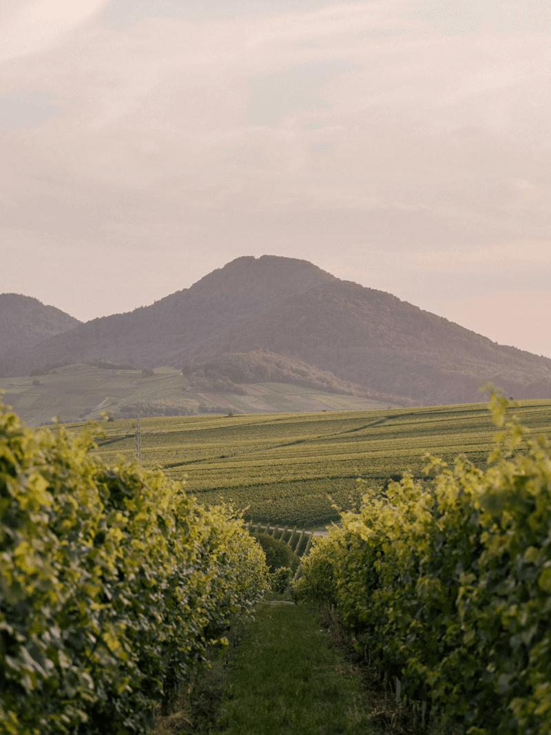 Vignes Villa Hochdorffer Vignes Villa Hochdorffer