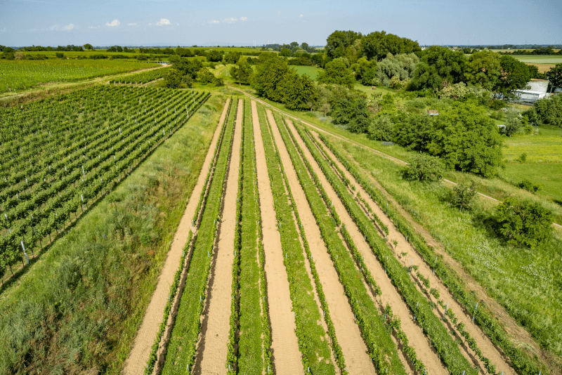 Hörner Grauburgunder aus der Luft