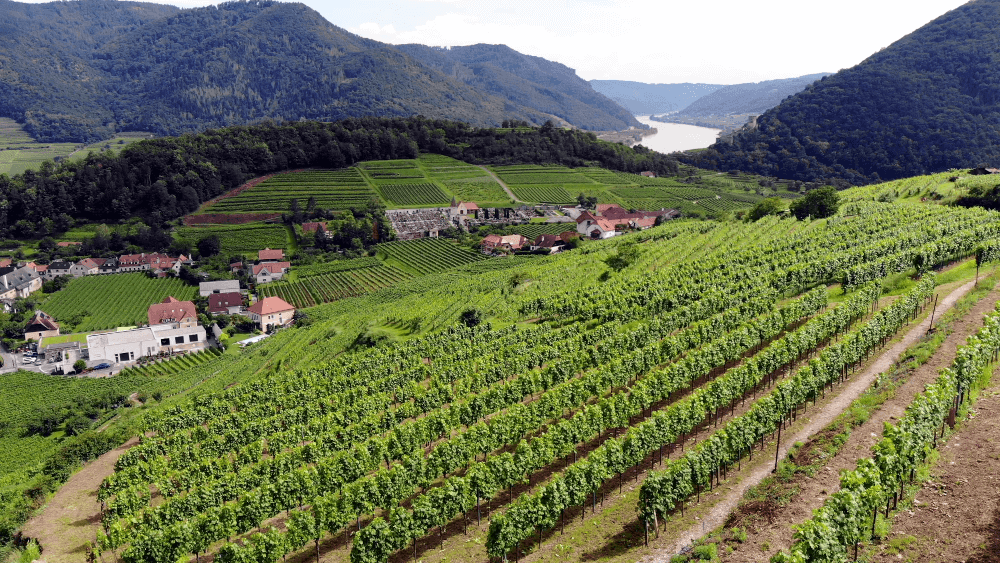 Les vignobles de Gritsch Les vignobles de Gritsch
