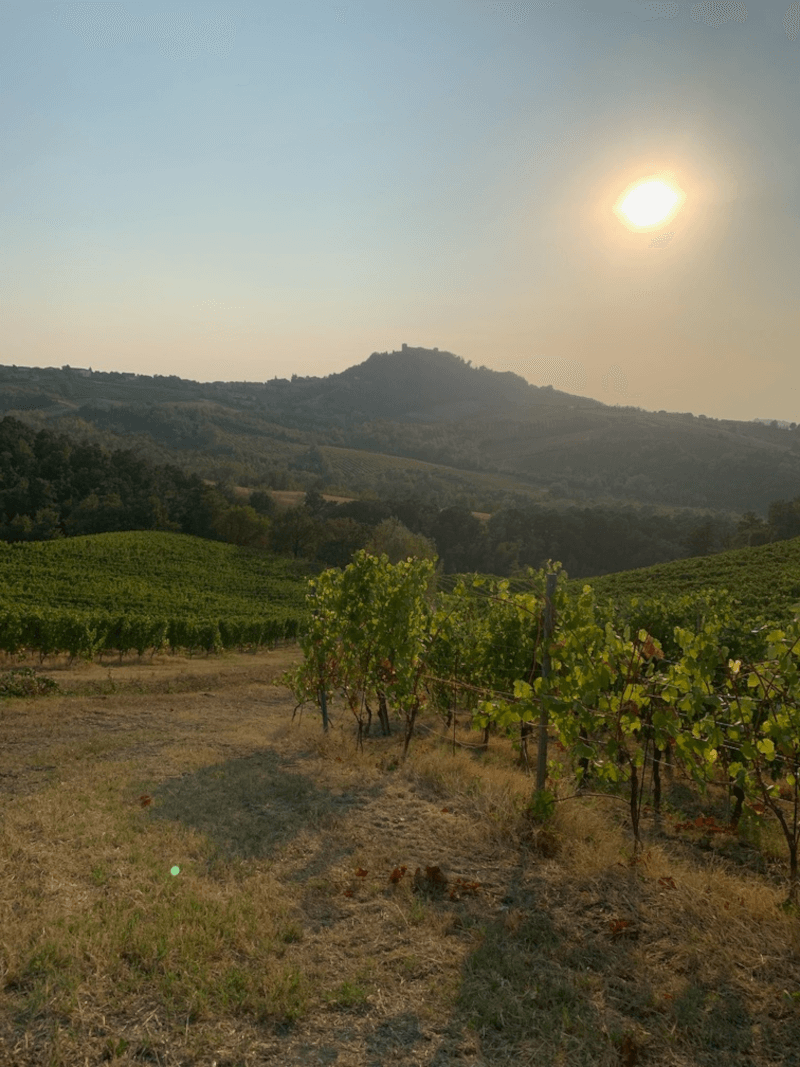 Marchesi di Montalto Vignoble