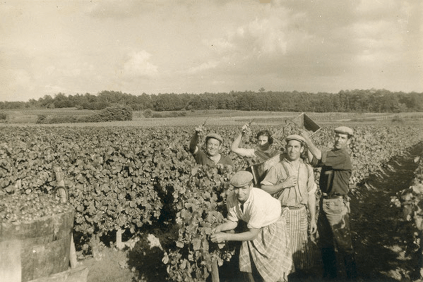 Photo historique de la vendange