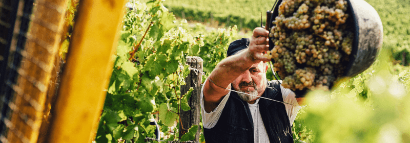 Vendanges au domaine Jakob Schneider