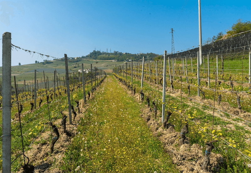 Les vignobles gérés de manière écologique sont souvent enherbés