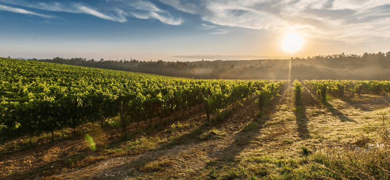 Vignobles de Citra Vini