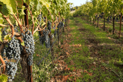 Les vignobles aujourd'hui