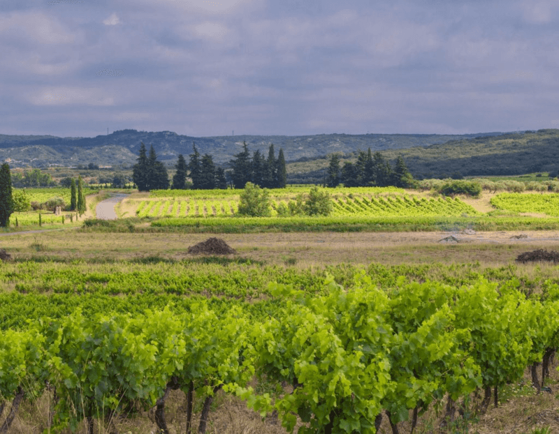 Paysage viticole Paysage viticole