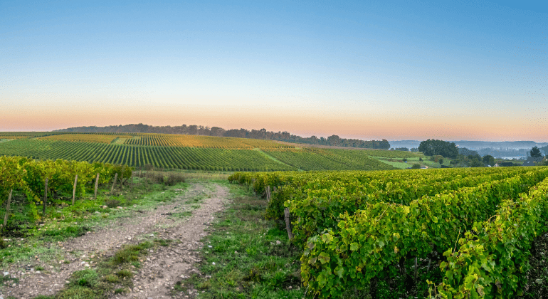 La Loire sous toutes ses facettes - Pack de dégustation 6x