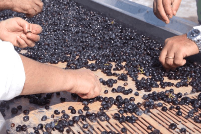 Sélection manuelle des raisins chez Salcheto