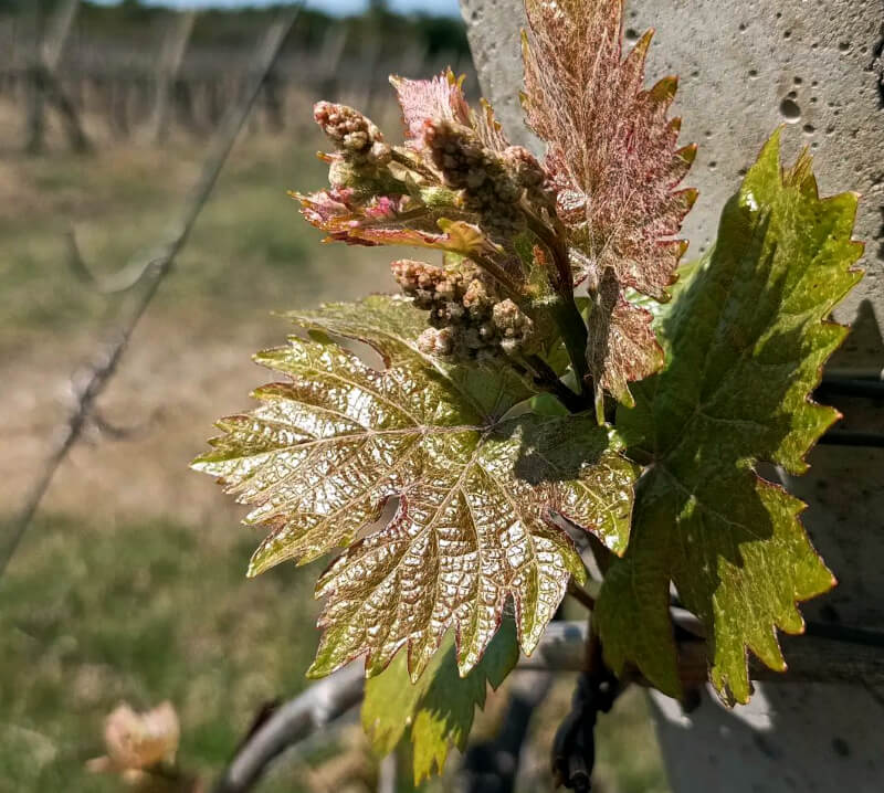 Débourrement de la vigne Bodegas Irurtia