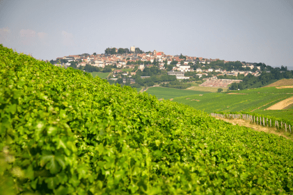 Vue sur les vignobles de Venoize