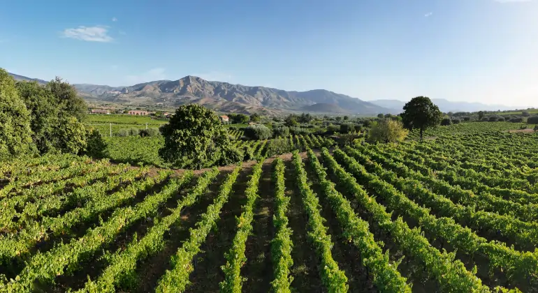 Rosé du monde entier et sous toutes ses facettes - lot découverte 6 bouteilles