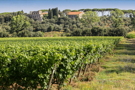Vignoble Tenuta Argentiera Vignoble Tenuta Argentiera
