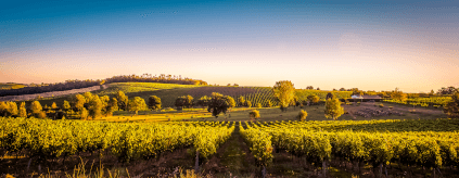 Vignobles dans le Bordelais Vignobles dans le Bordelais