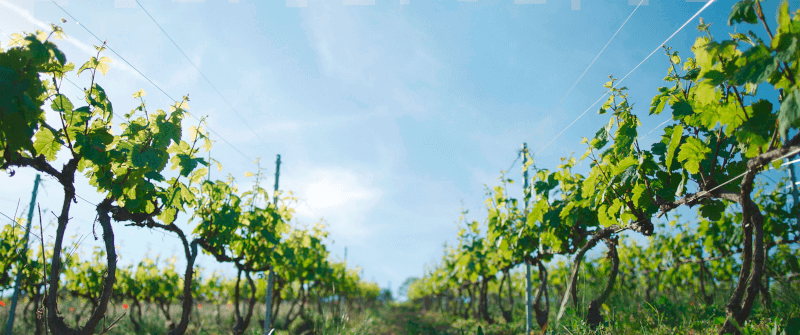 Dans les vignes du château