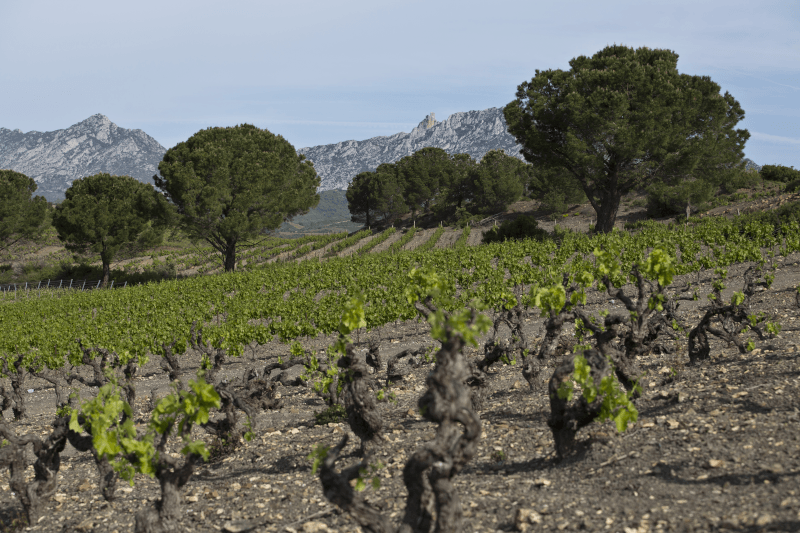 Château Saint Roch Vallée de l'Agly