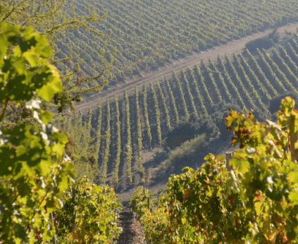 Vignoble de Santa Carolina Vignoble de Santa Carolina