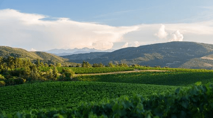 vastes vignobles Rothschild