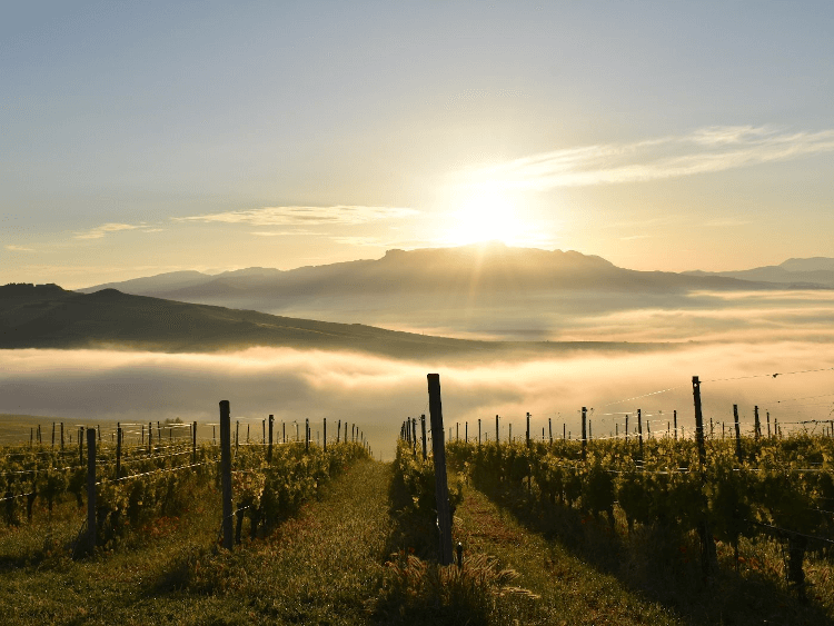 vignobles ensoleillés de Stemmari