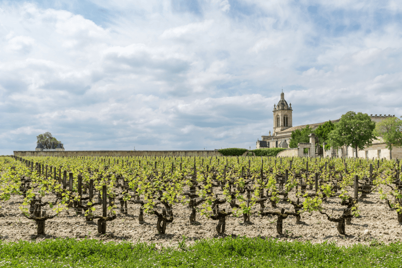 Vignes du Château la Fortune Vignes du Château la Fortune