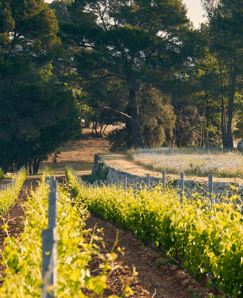 Vignes Domaines Ott Vignes Domaines Ott