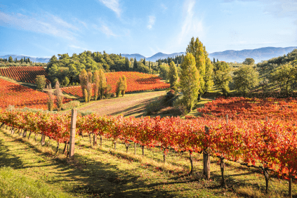 Vignobles en Ombrie Vignobles en Ombrie