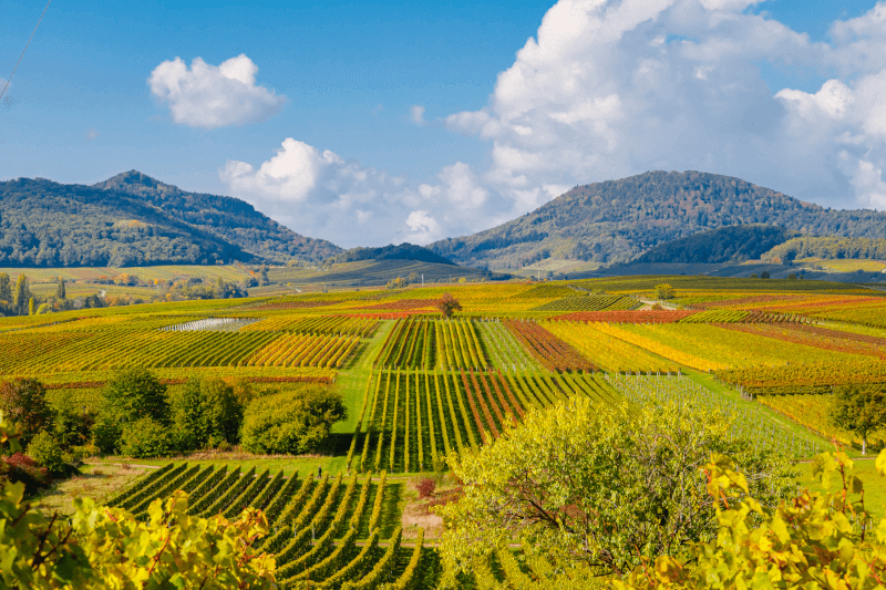 Viticulture dans le Palatinat