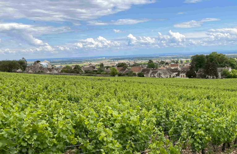 Vignoble Thierry Mortet Vignoble Thierry Mortet