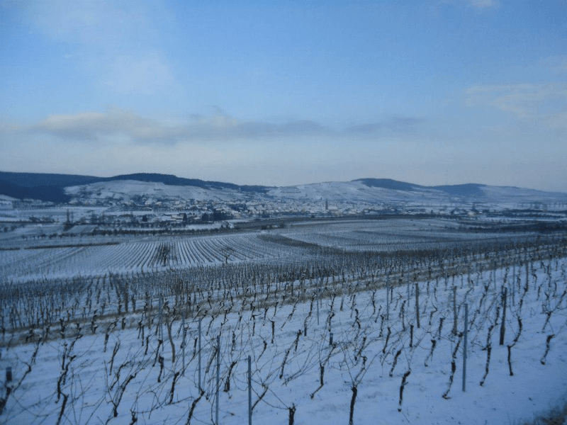 Le vignoble Arthur Metz en hiver