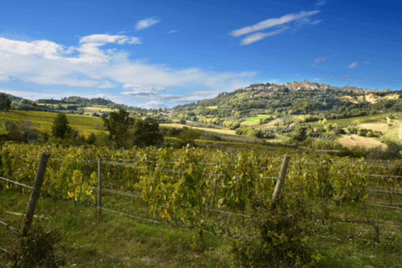 Vignes de Salcheto à Montepulciano