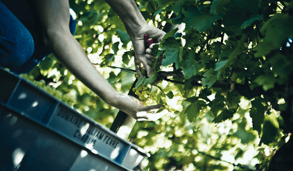 Vendanges manuelles chez William Fevre
