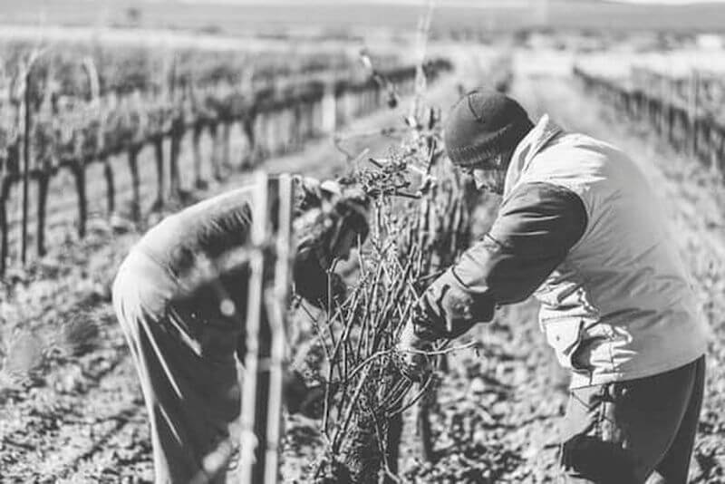 Familienbetrieb Bodegas Piqueras