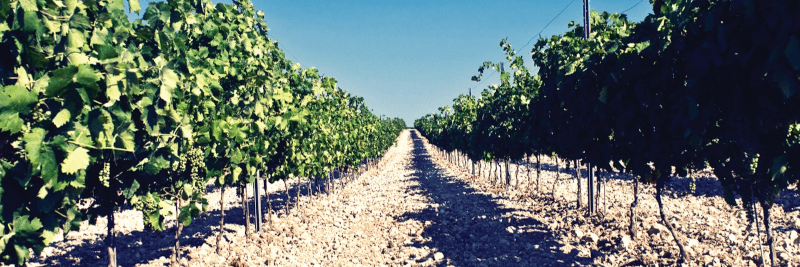 Vignobles Barone Montalto