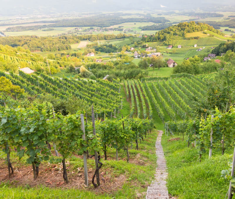 Dolenjska Region Weinberg Slovenien