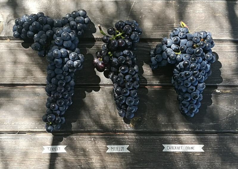 Raisins Alto de la Ballena