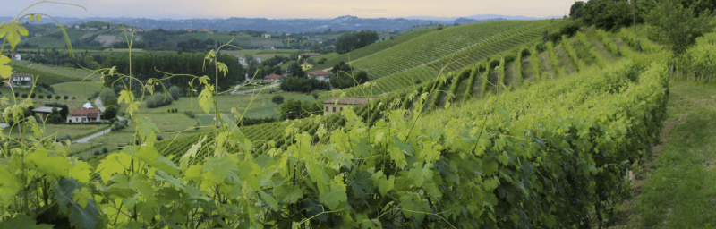 Vignes Cascina Carlot Vignes Cascina Carlot