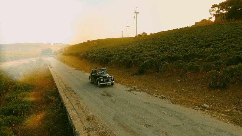 Voyage à travers le vignoble