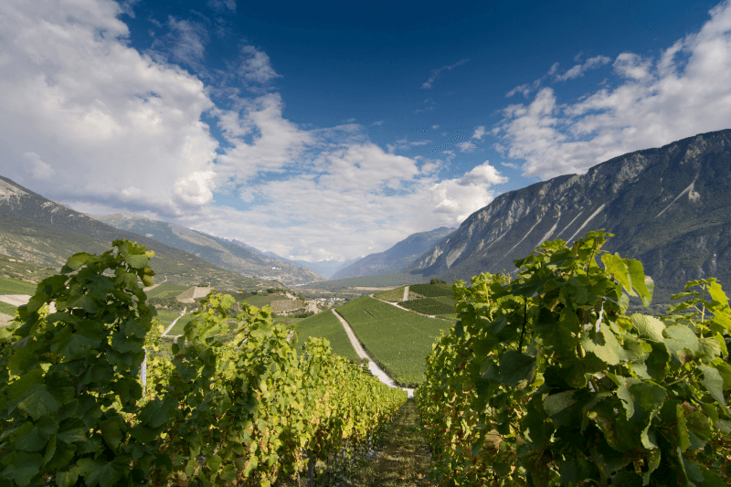 Domaine du Colombier Vin de France