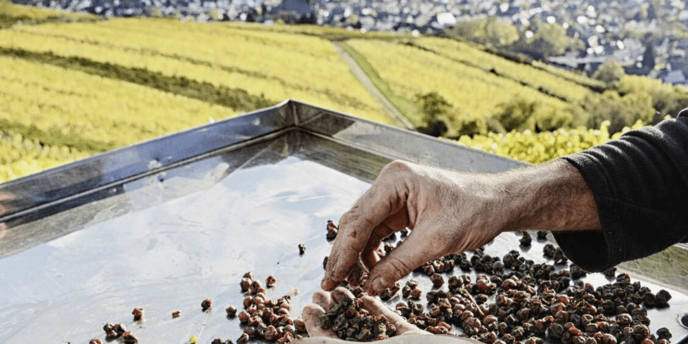 Vendanges Robert Weil