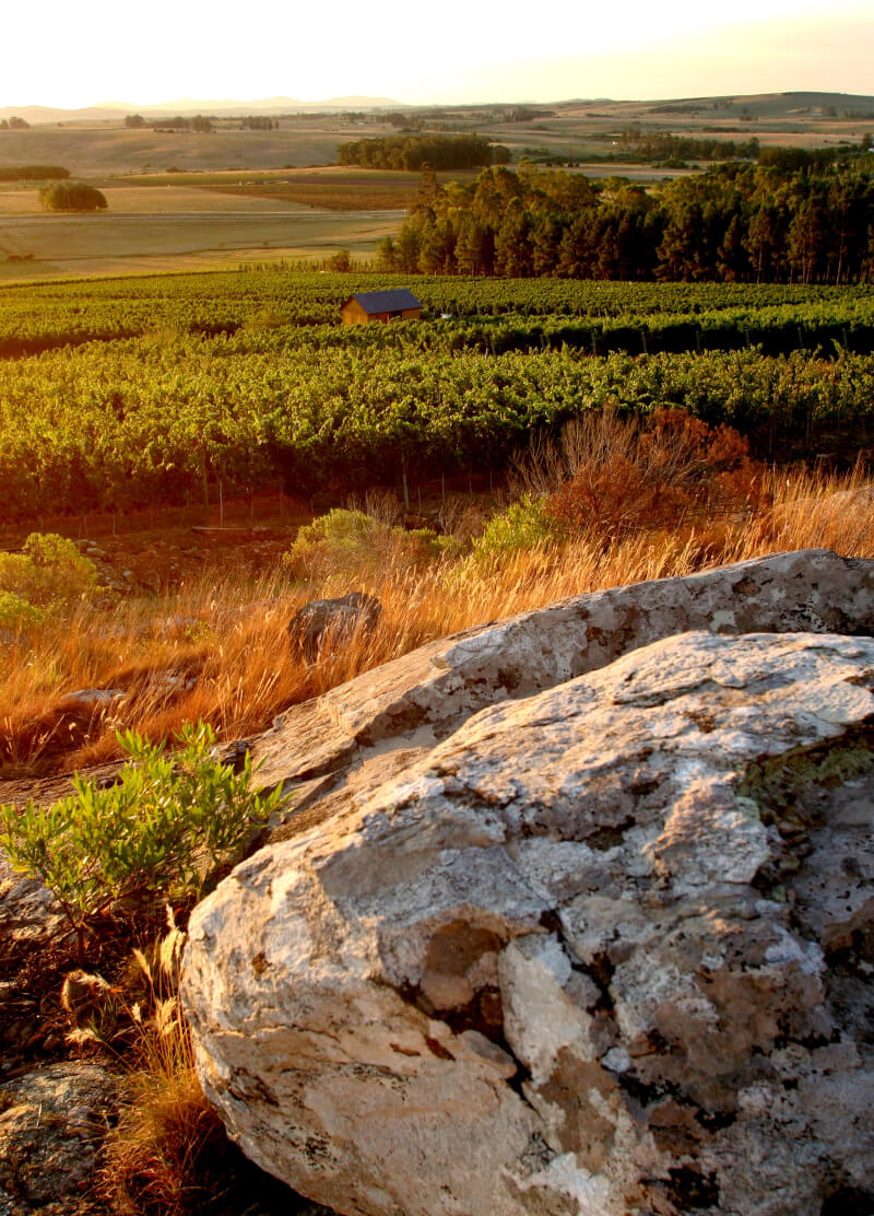 Vignobles Alto de la Ballena