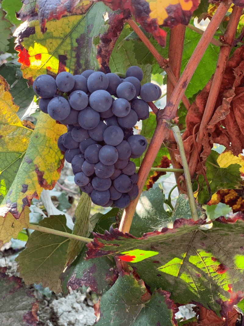Marchesi di Montalto Raisins