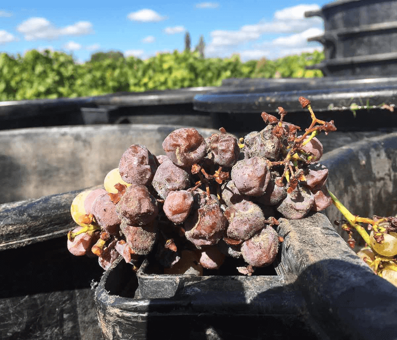 Raisins infestés par Botrytis cinerea