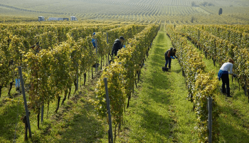 Travail dans le vignoble de Wittmann