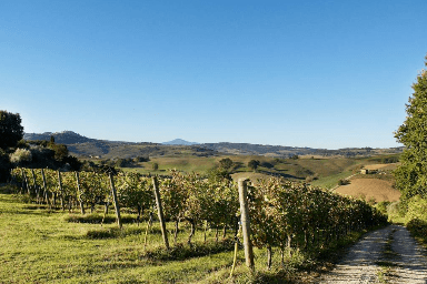 Les vignobles de la Cantina