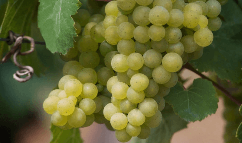 Raisins de Riesling du domaine Schloss Lieser